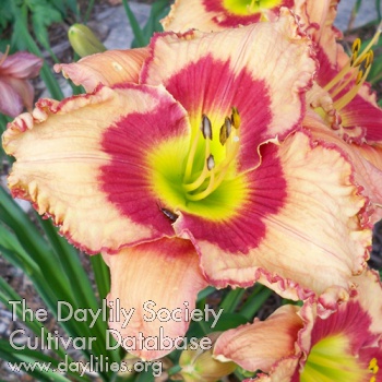 Daylily High Cliff